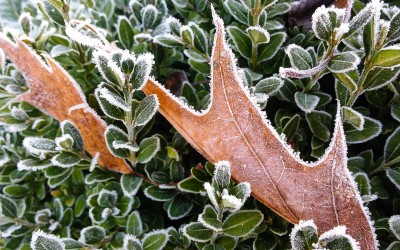 Luboradza szron na liściach