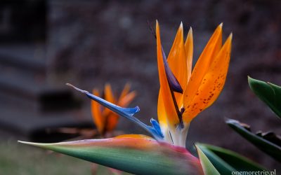 Strelicja w parku w Arucas