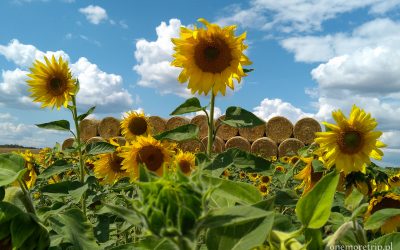 Róża Wielka - słoneczniki